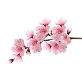 Esencia de Cherry Blossom