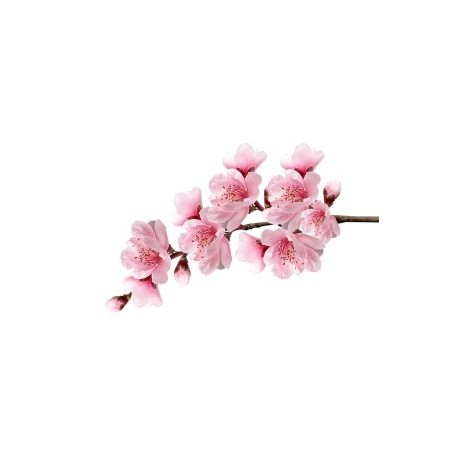 Esencia de Cherry Blossom